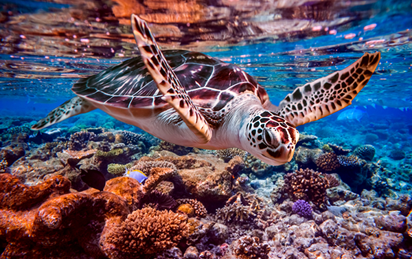 Tokashiki Sea Turtle Snorkeling