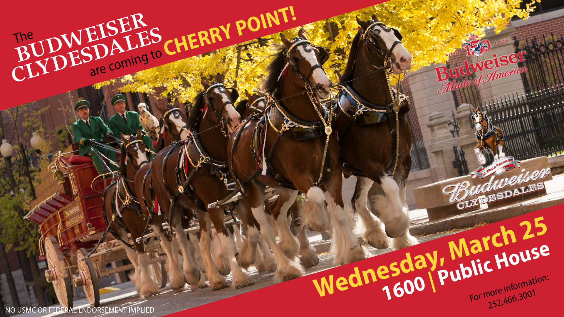 Clydesdales at Cherry Point