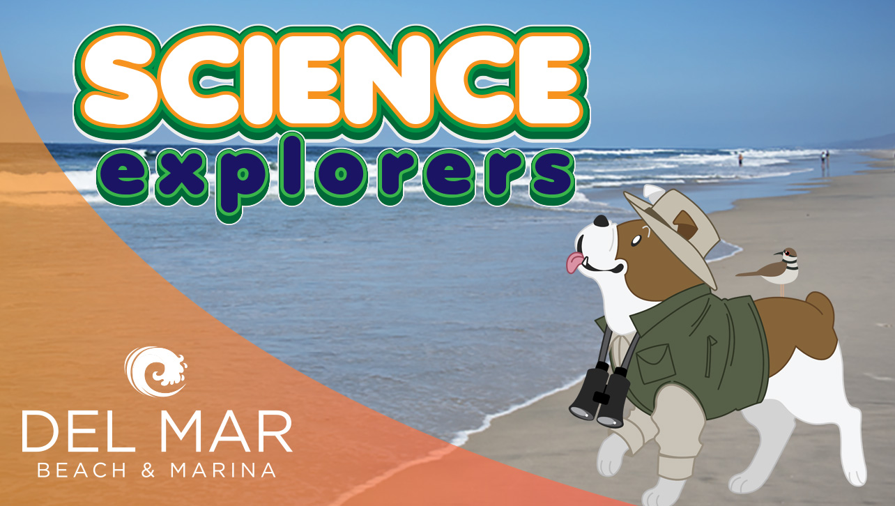 Science Explorers: How do Shorebirds Tell You if You Have a Healthy Ecosystem?