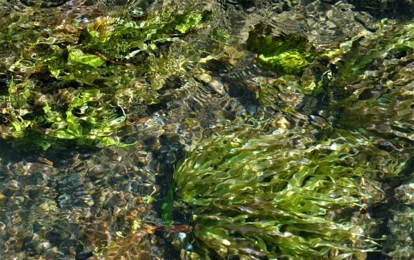 Hijiki Seaweed Harvest 