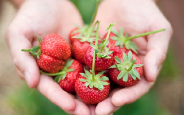 Strawberry Picking Tour